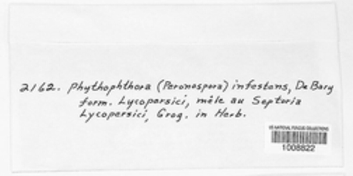 Phytophthora image